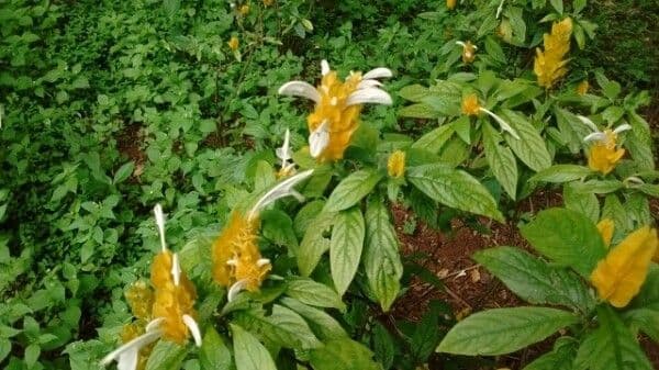 Pachystachys 7