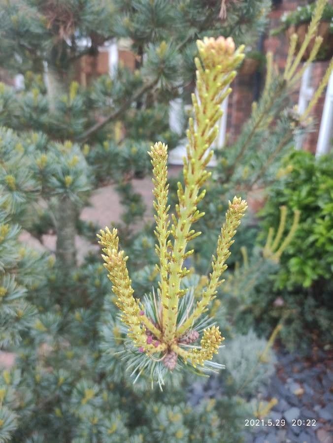 Pino parviflora 8