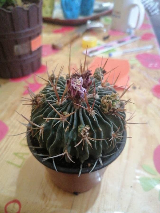 Cactus cervello 4