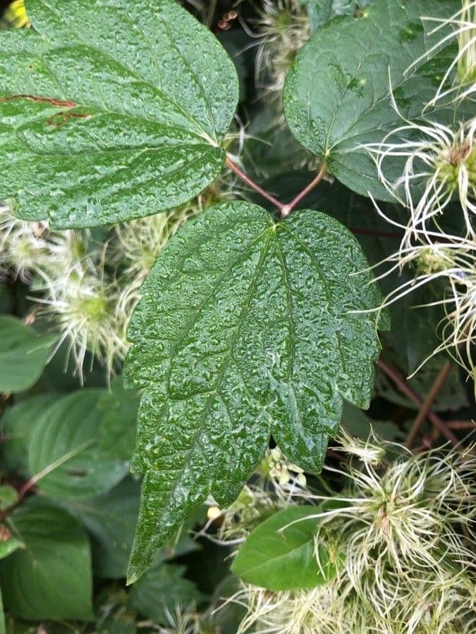 Clematide virginiana 18