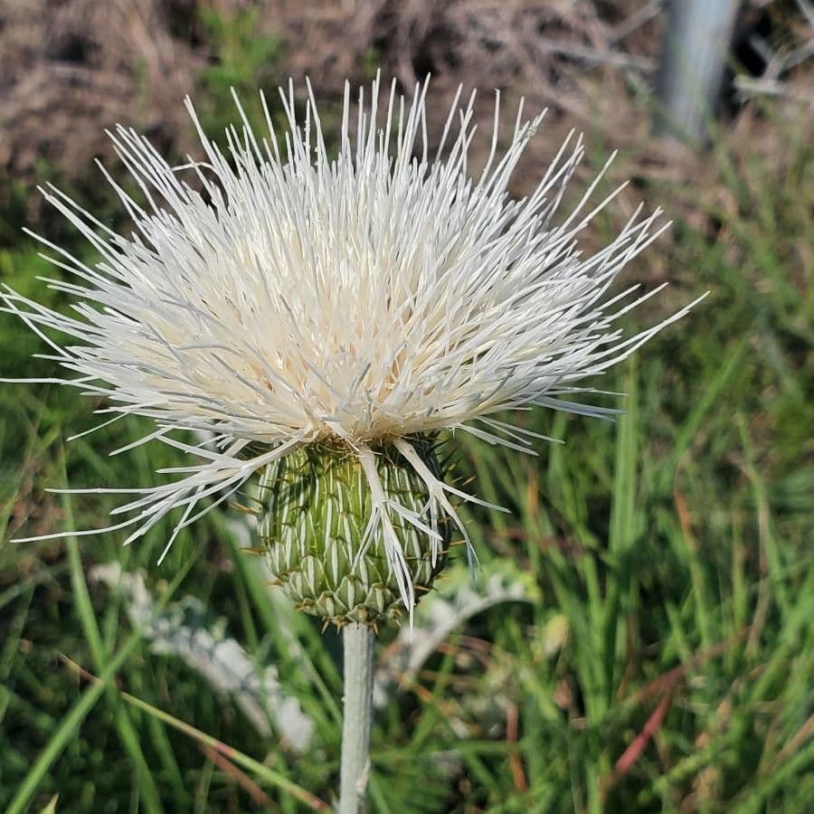Cardo ondulato 6