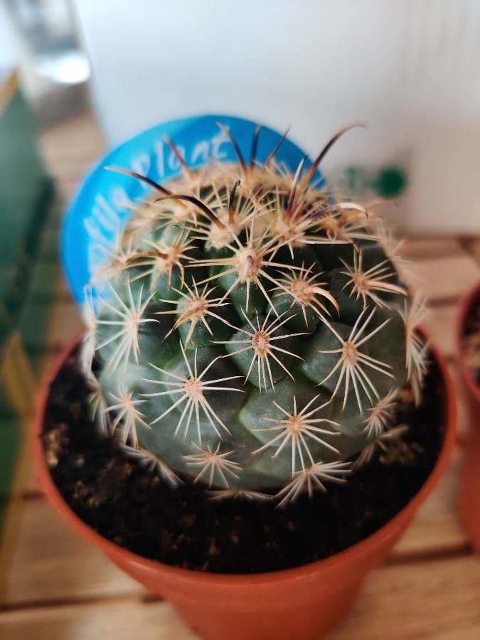 Coryphantha 2