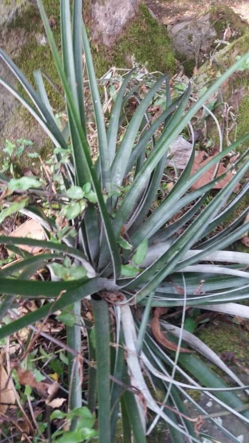 Bromelia 12