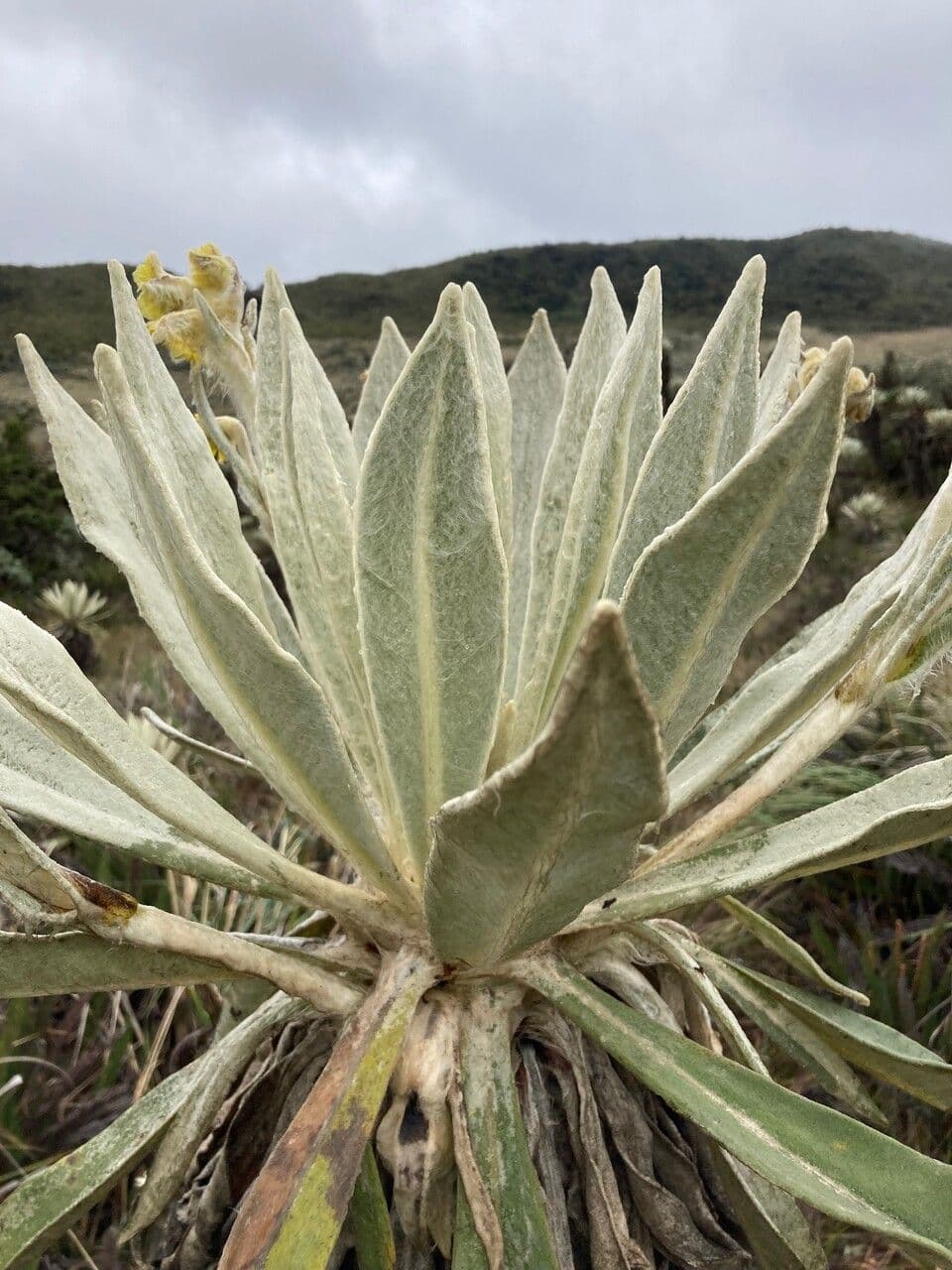 Espeletia 15