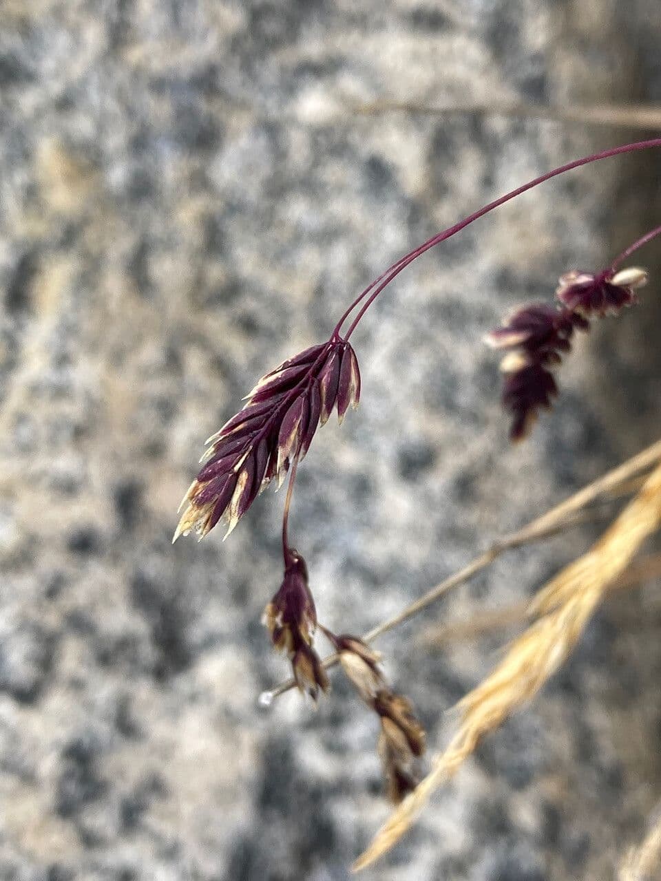 Poa 7