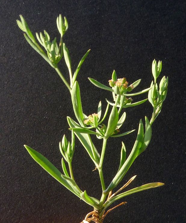 Bupleuro composto 16