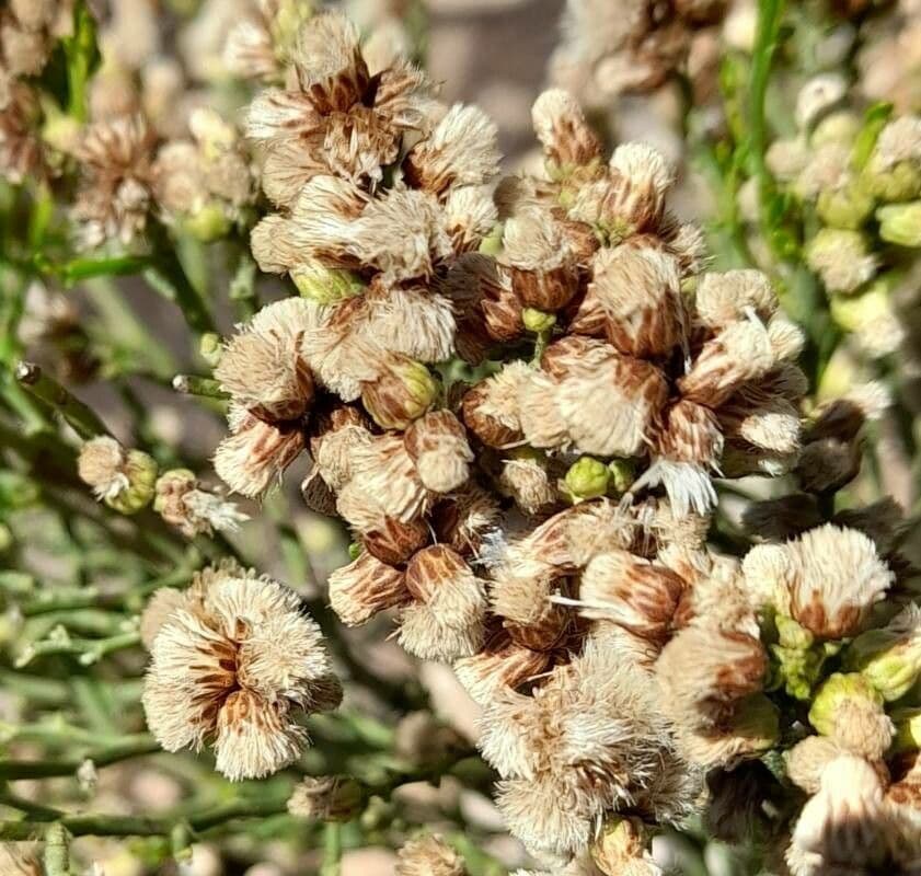 Baccharis