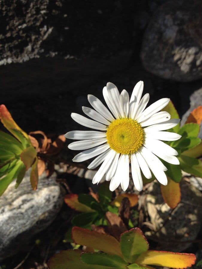 Nippon-Margerite 4