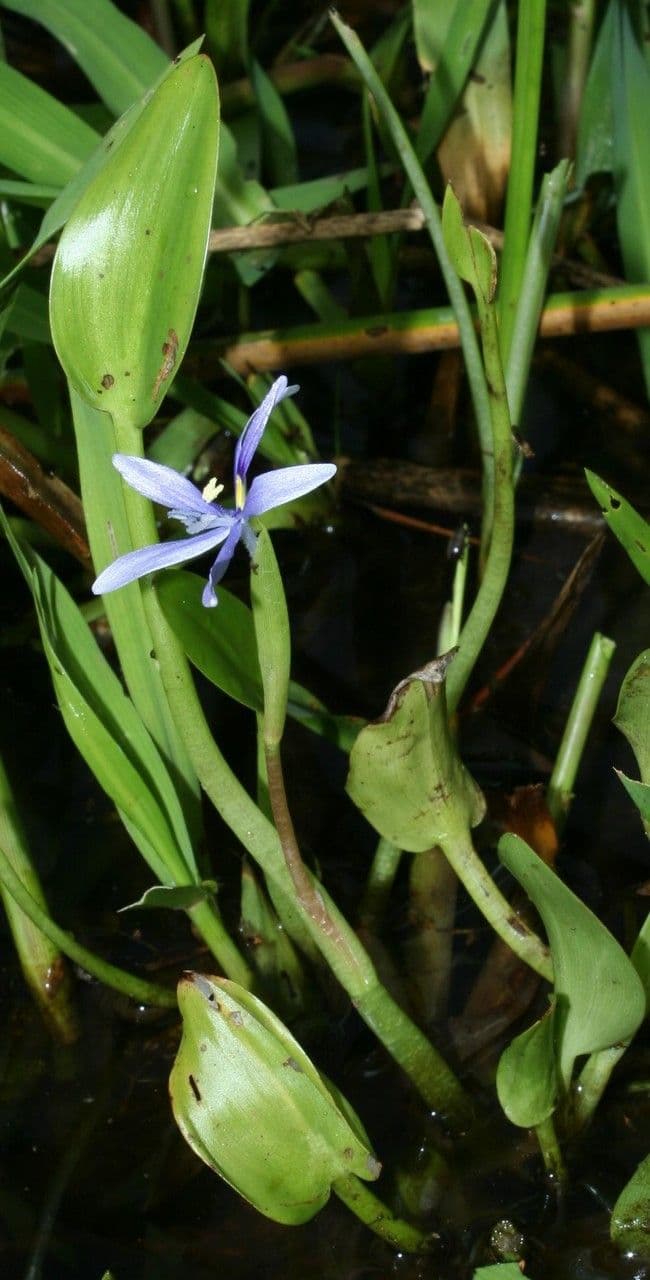 Blauer Schlammpflanze 22