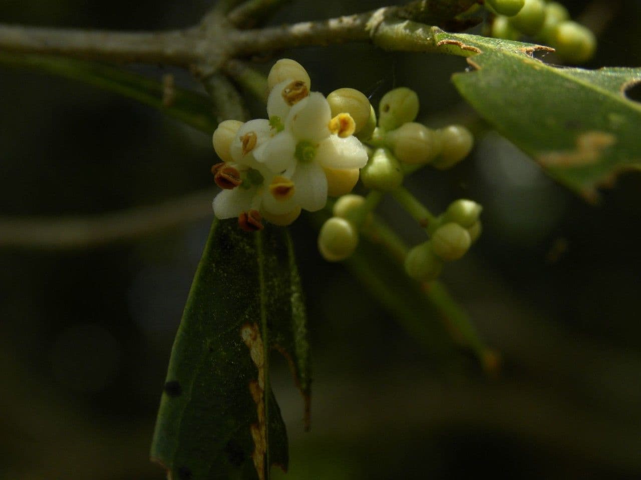 Schmalblättrige Olive 2