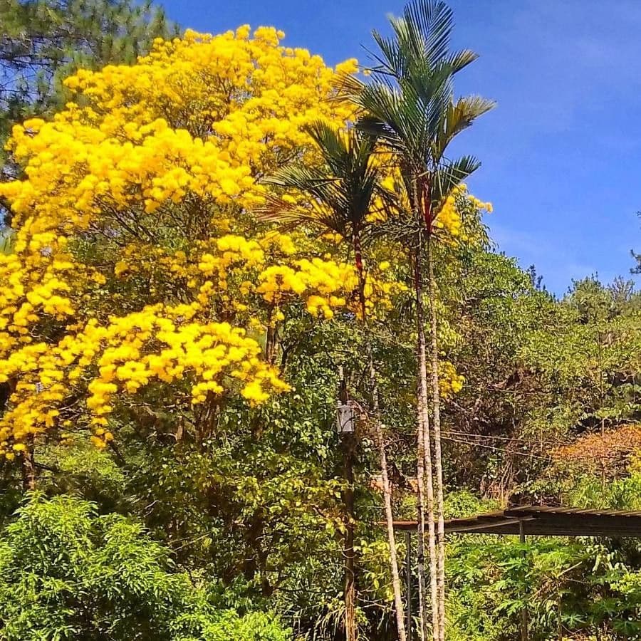 Lapacho giallo 21