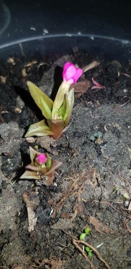 Primula 8