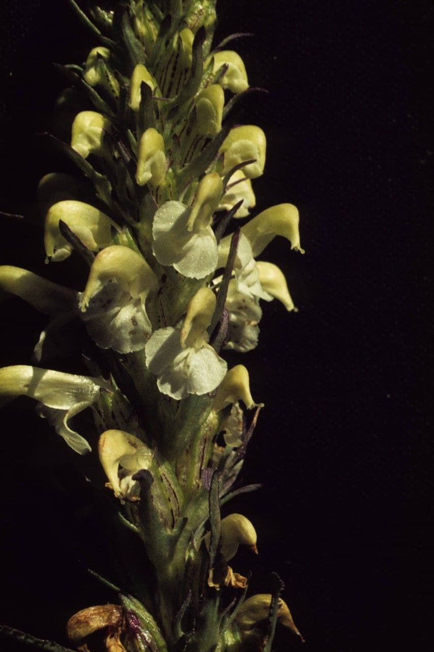 Pedicularis di Parry 4