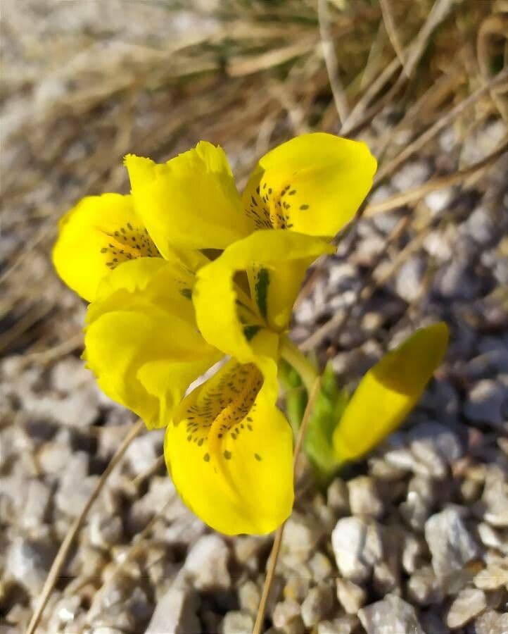 Giaggiolo