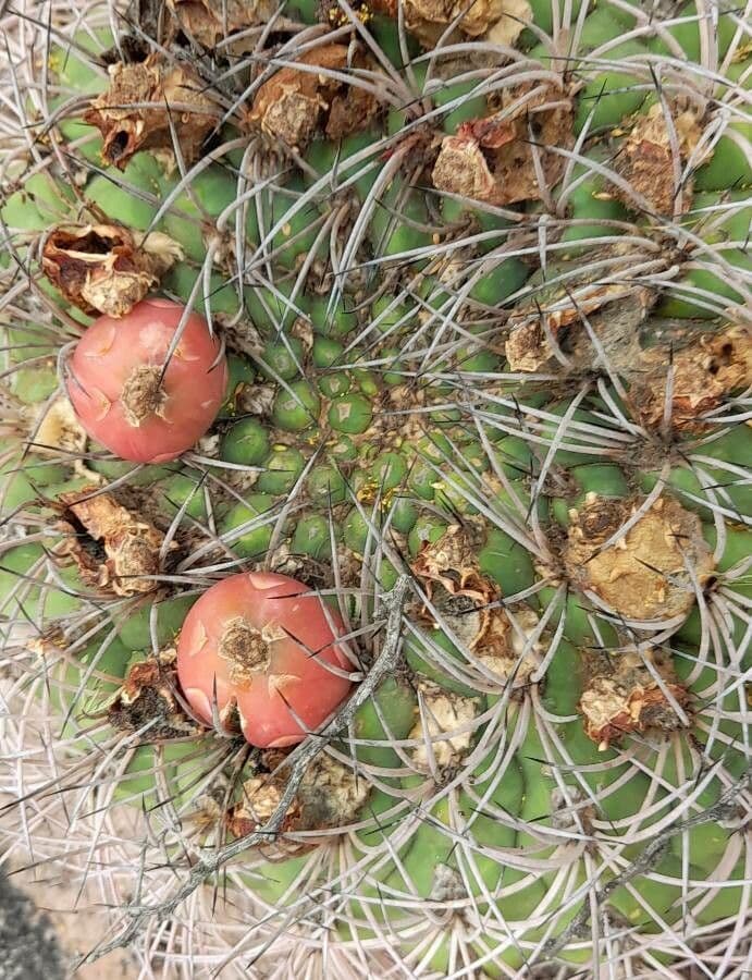 Cactus 5