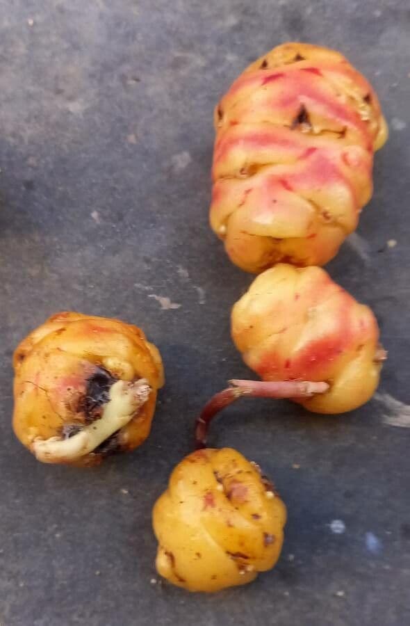 Acetosa tuberosa 9