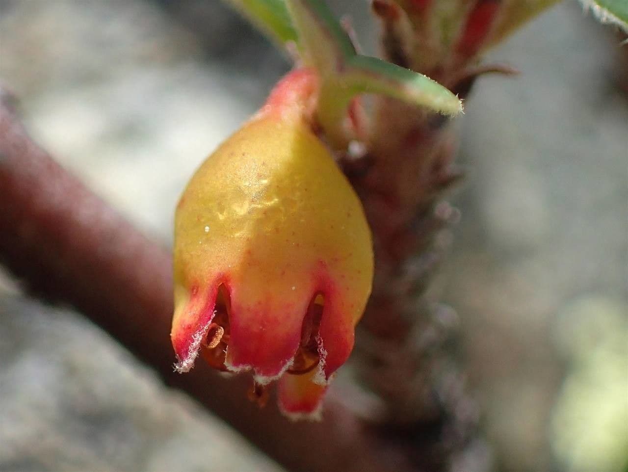 Cotonéaster commun 13