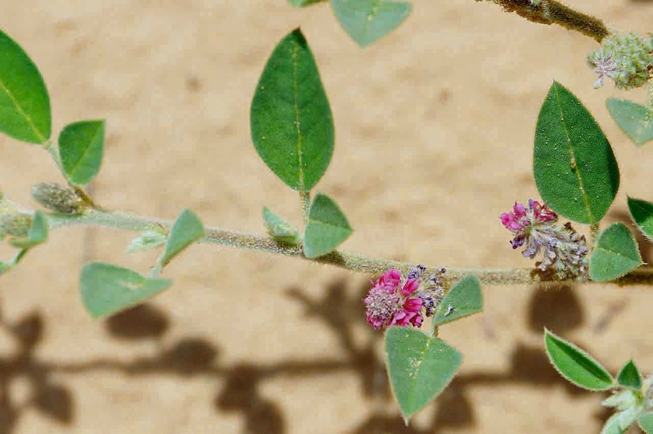 Indigofera diphylla 7