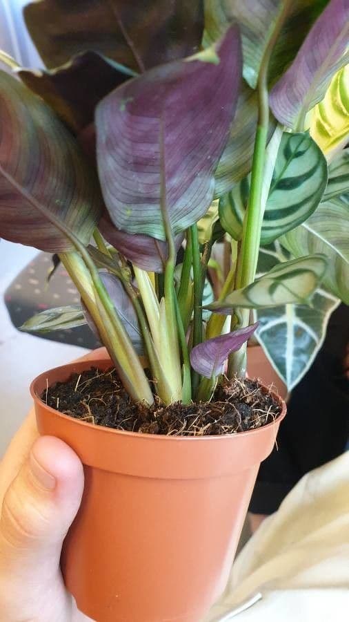 Ctenanthe 14