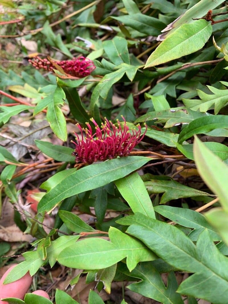 Langblättrige Grevillea 5