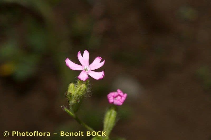 Silene 15