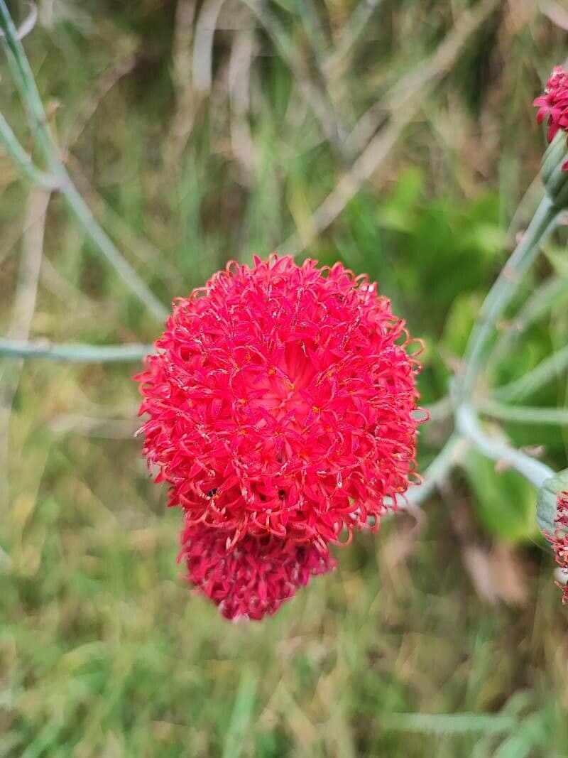 Kleinia abissina 2