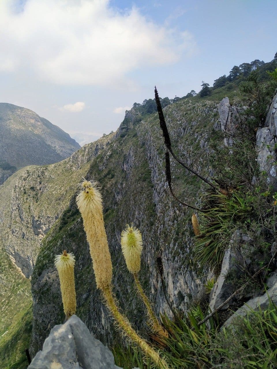 Agave 4