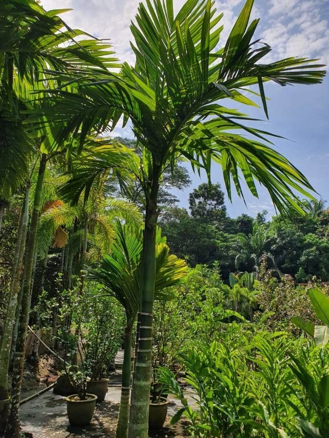 Areca 18