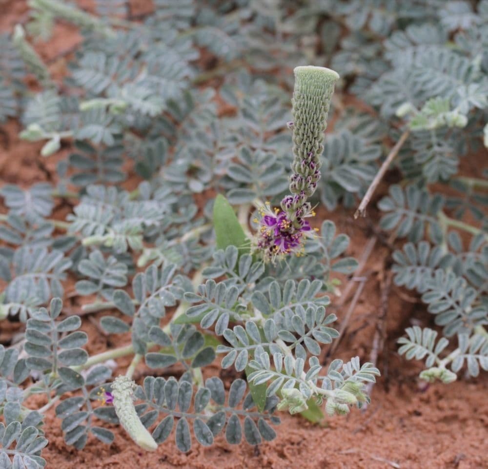 Dalea lanata 3