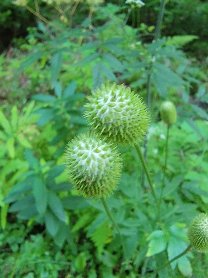 Anemone della Virginia 4