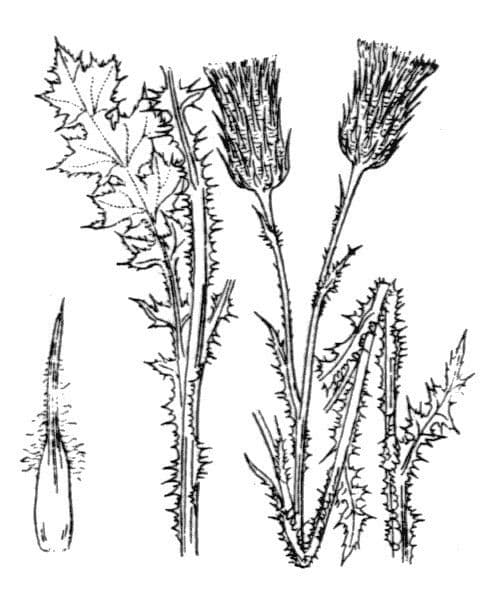 Distel 11