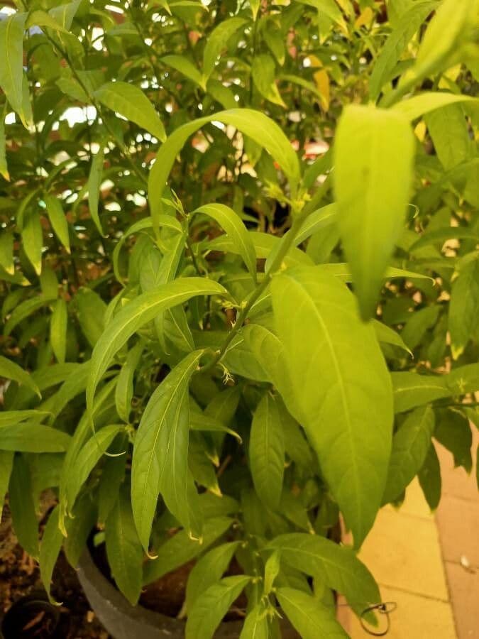Cestrum nocturno 18