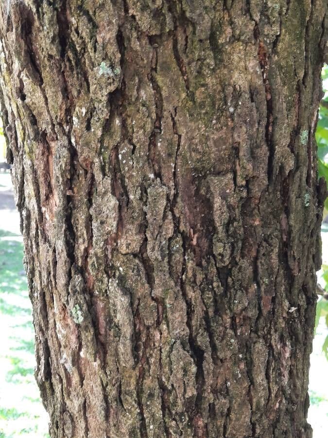Citharexylum 6