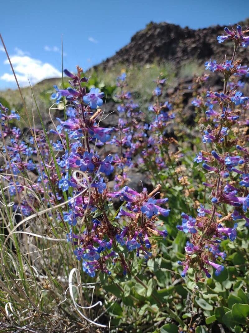 Penstemon 4