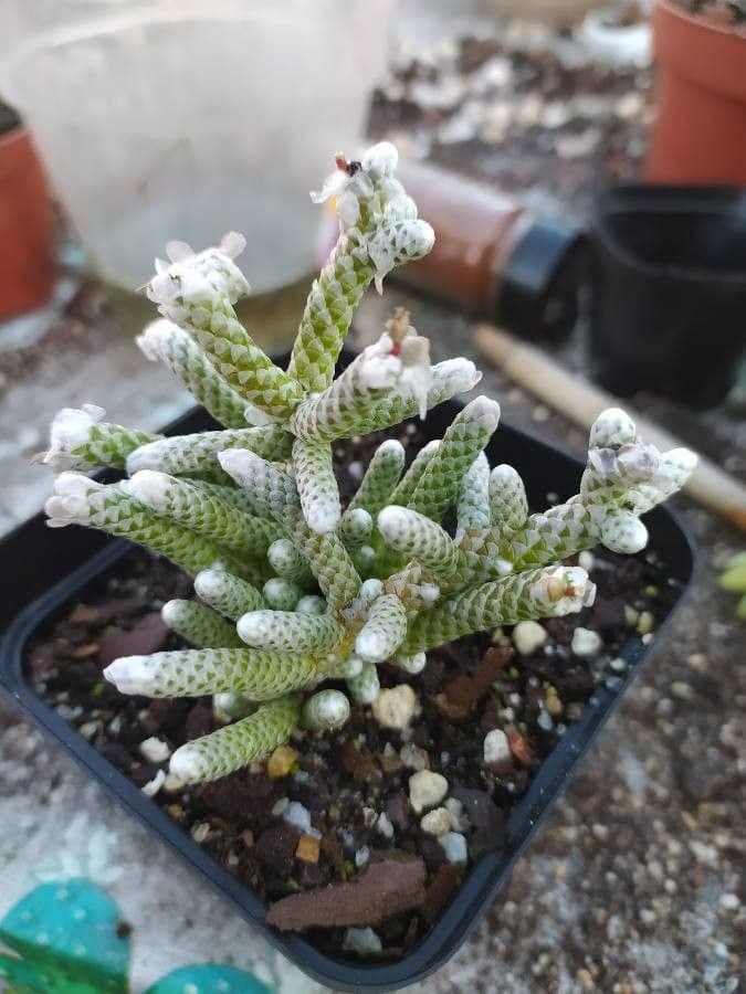 Anacampseros 6