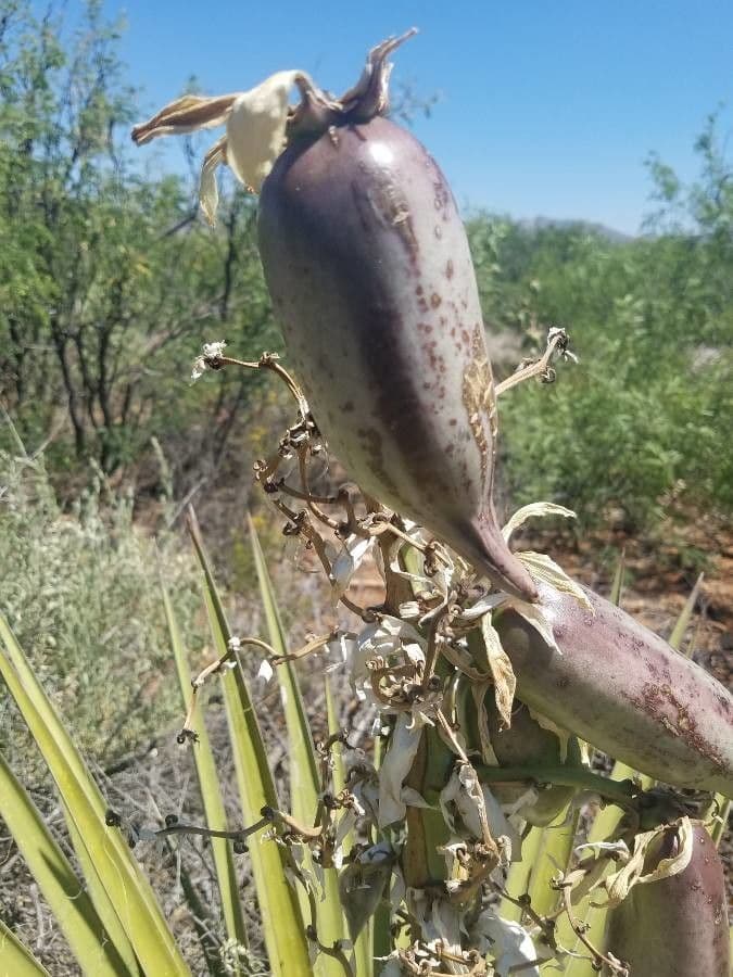 Yucca bacata 7