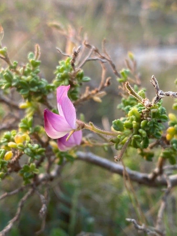 Ononide tridentata 6