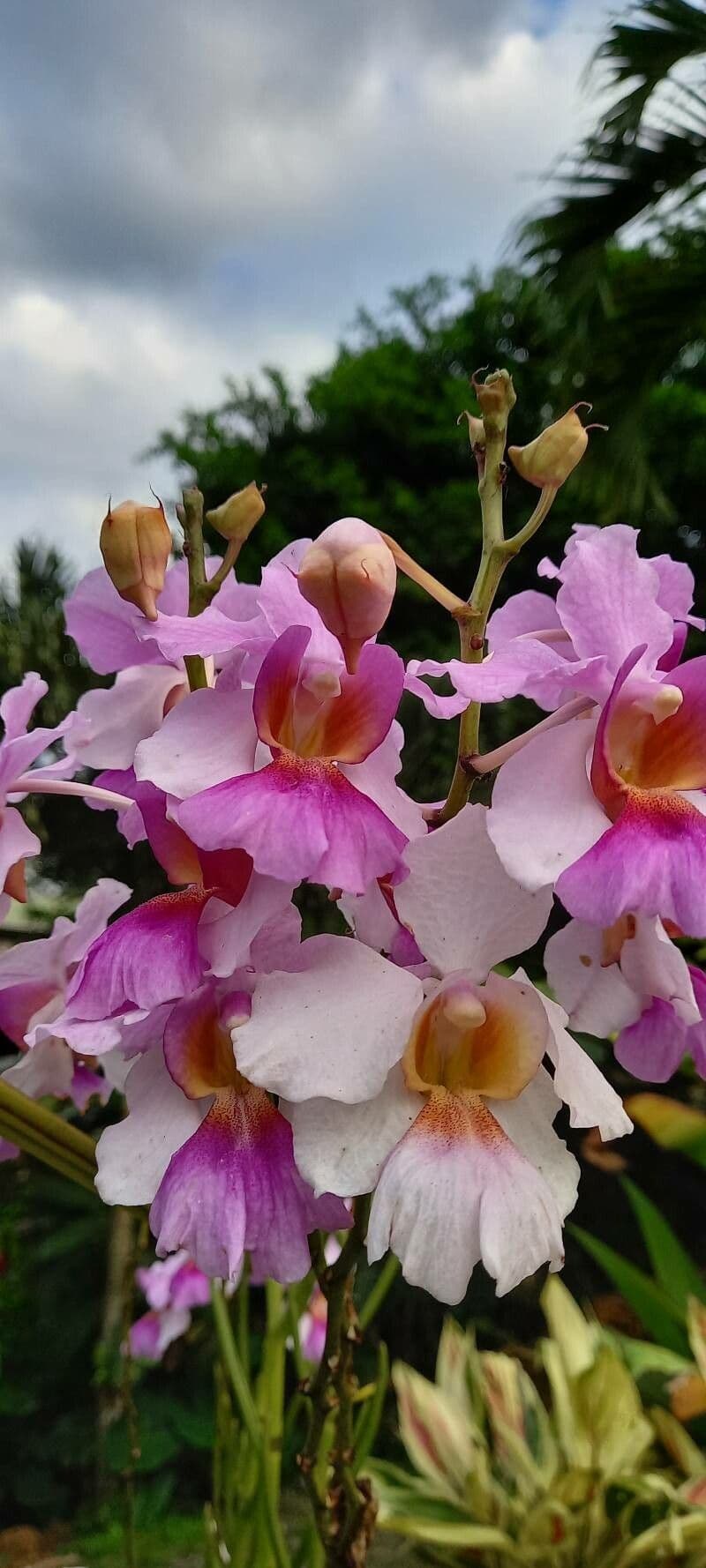 Papilionanthe 3