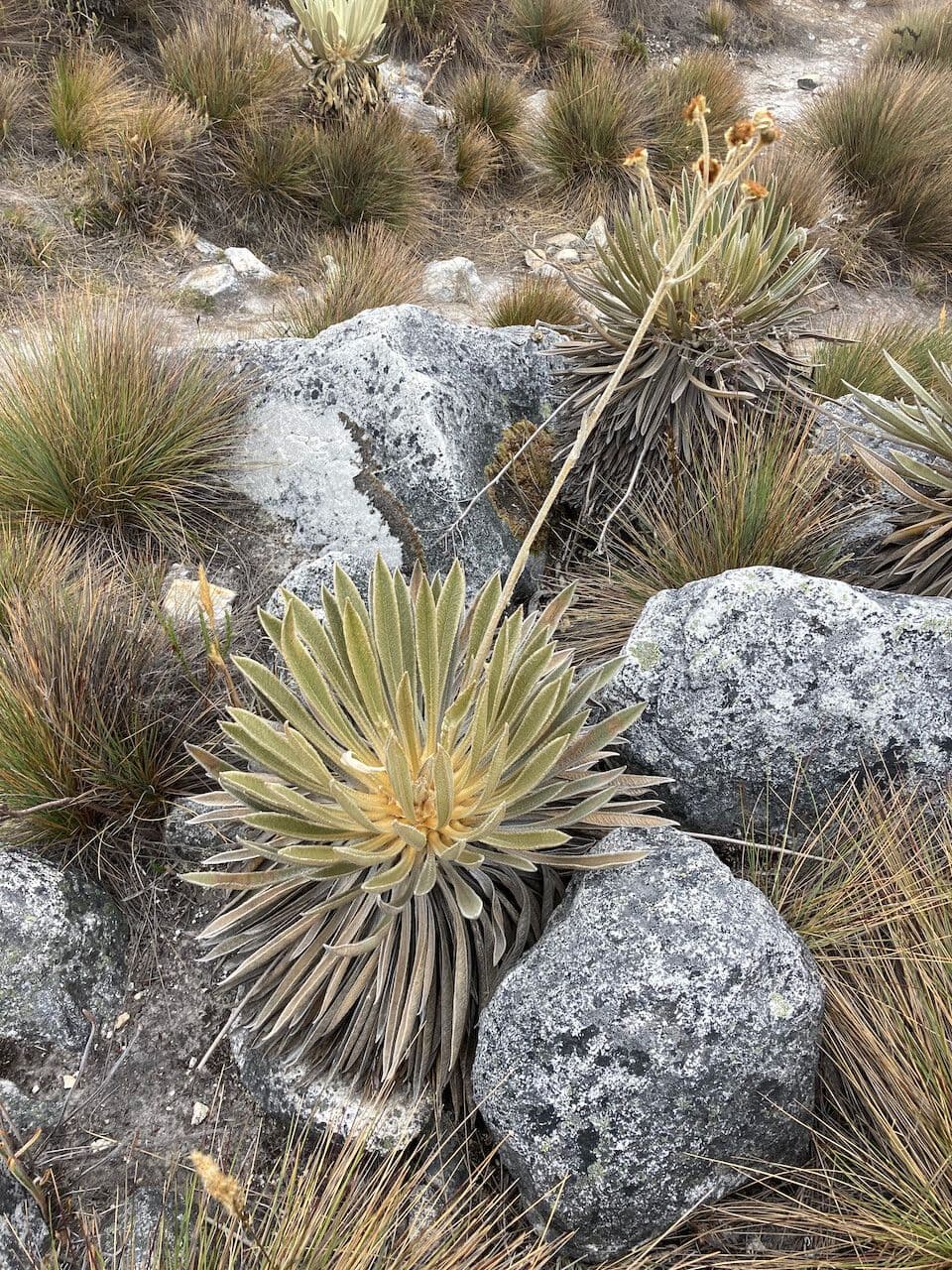 Espeletiopsis 8