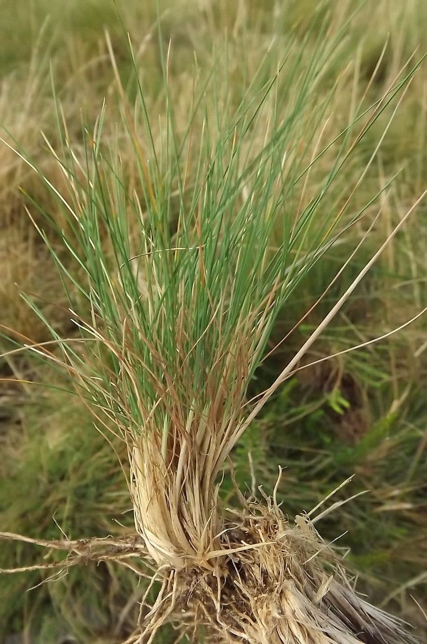 Agrostis curtisii 15