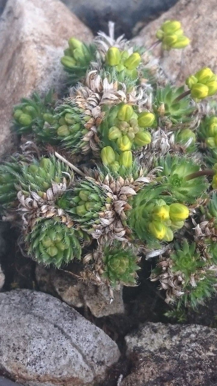 Draba aizoides 15