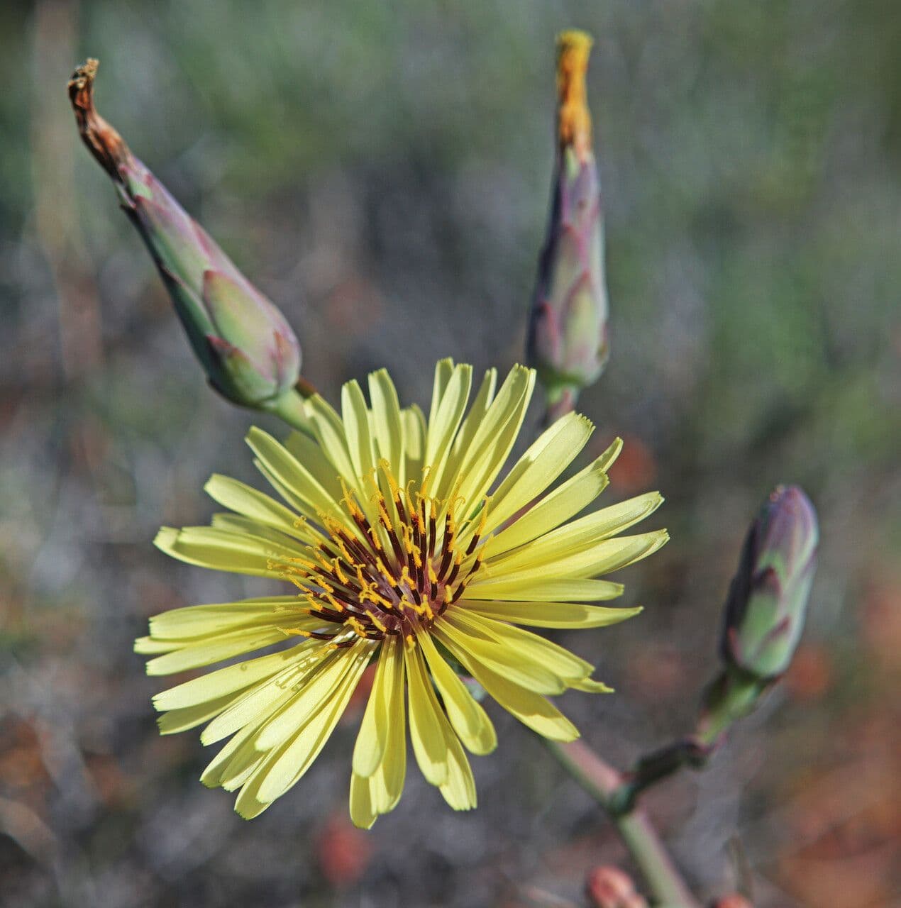 Lattuga tuberosa 3