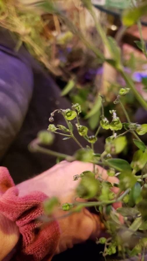 Trichostema Dichotomum 20