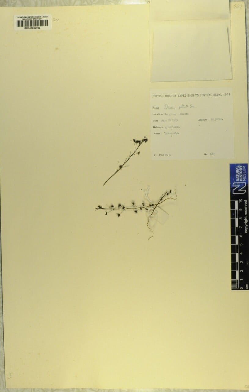 Drosera peltata 10