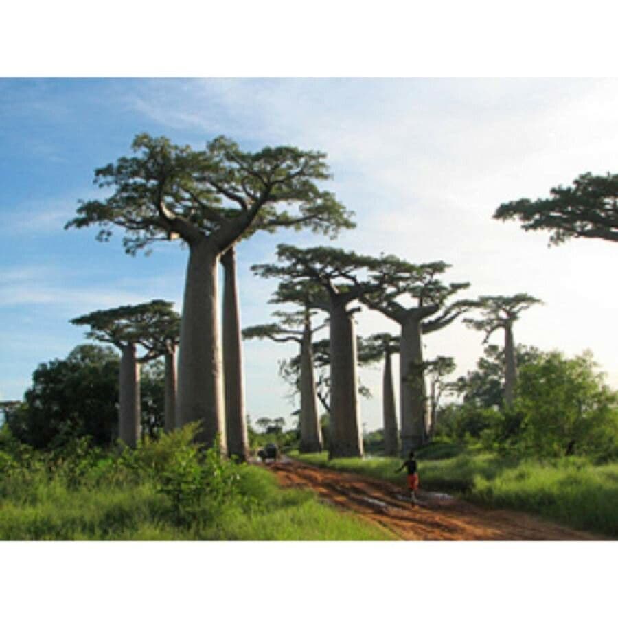 Baobab di Grandidier 3