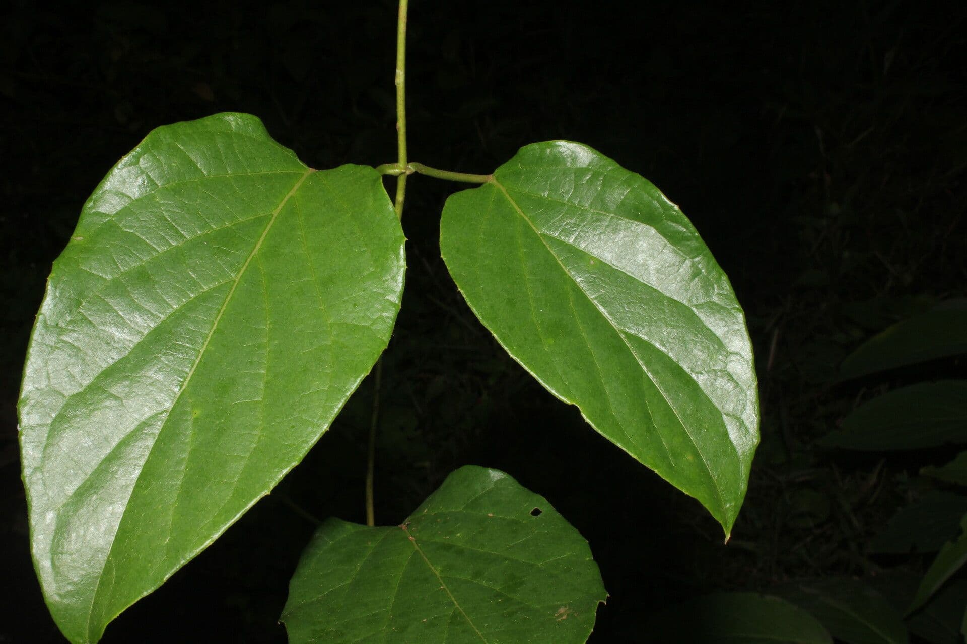 Stigmaphyllon 10