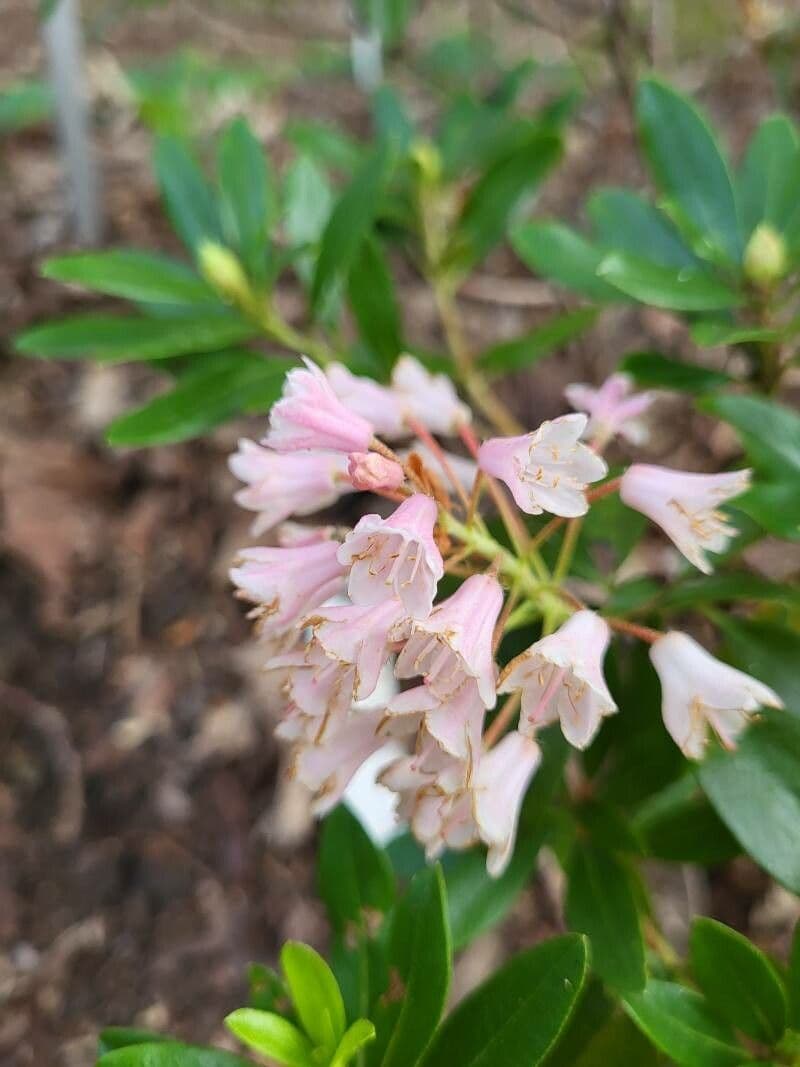 Rododendro