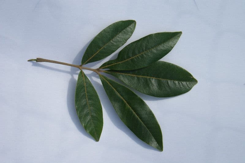Cossinia pinnata 28