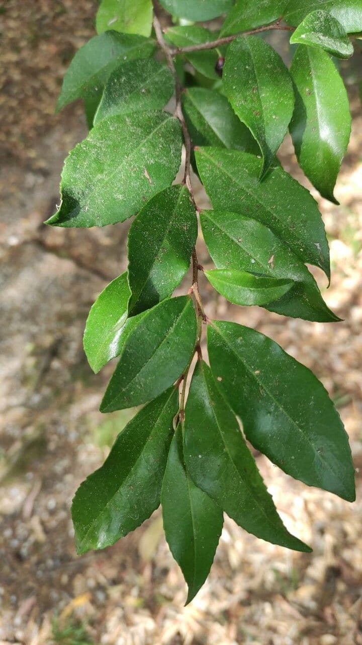 Sideroxylon 6