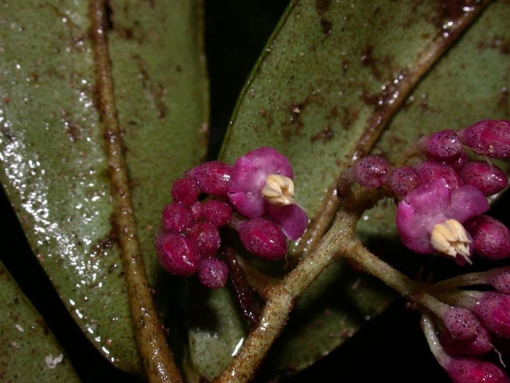 Hymenandra 3